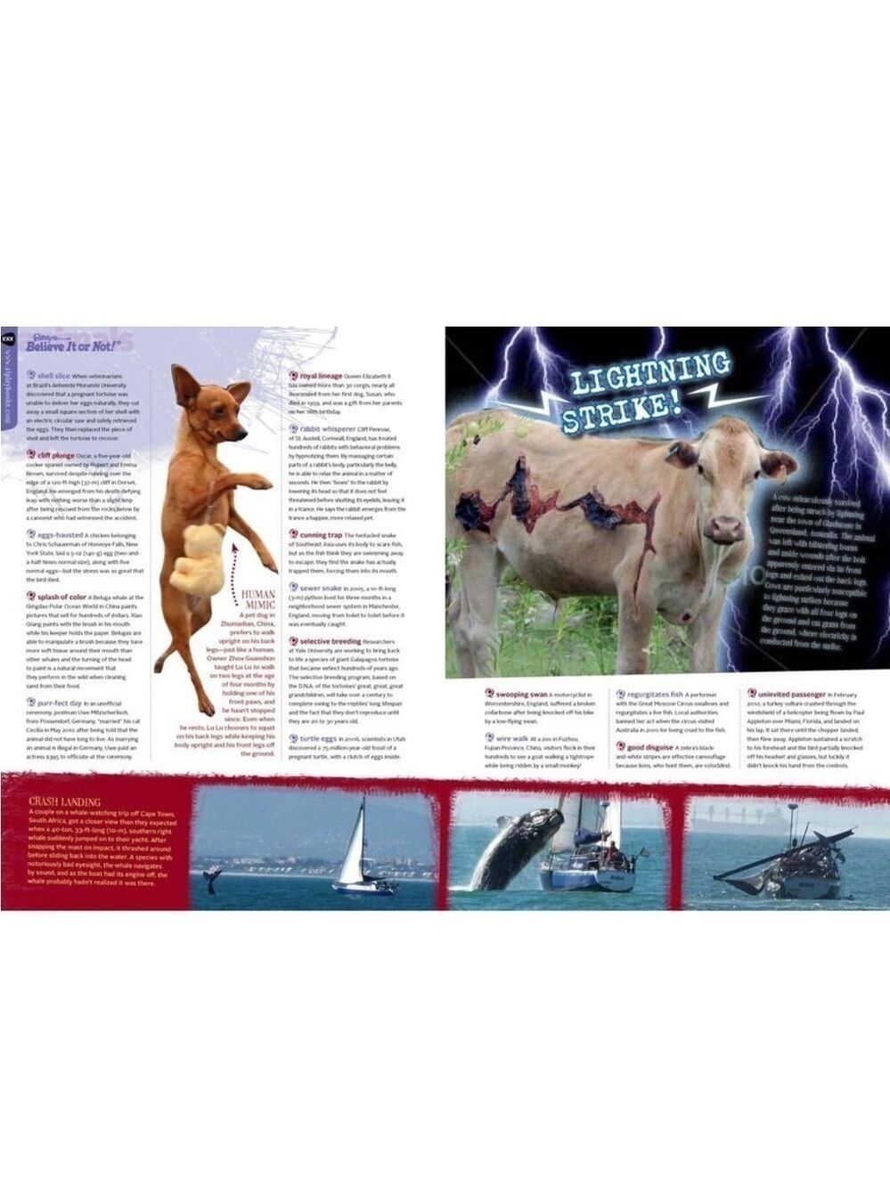 Ripley's Believe It Or Not! Strikingly True Book by Ripley Publishing - Picture 9 of 14